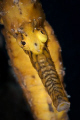   Western Australian Seahorse. Taken old Robbs Jetty site. Canon 20D 100mm Macro Lens. Seahorse site Lens  